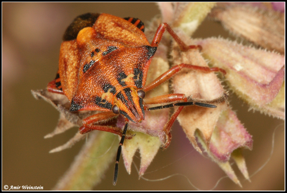 Carpocoris mediterraneus?