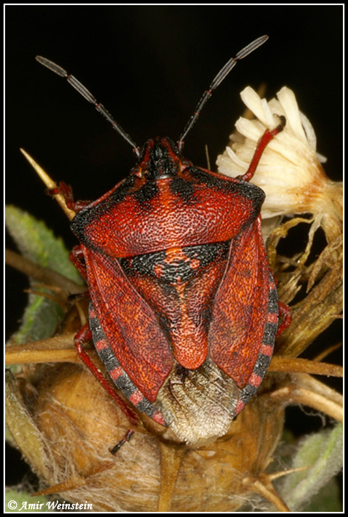 Carpocoris mediterraneus?