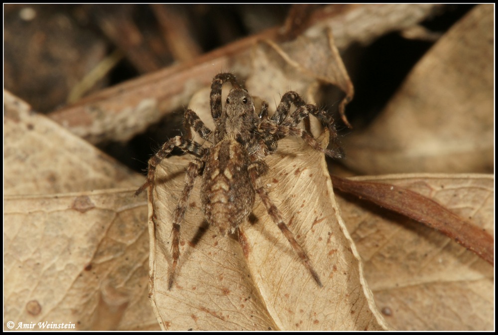 Araneae d''Israele for ID