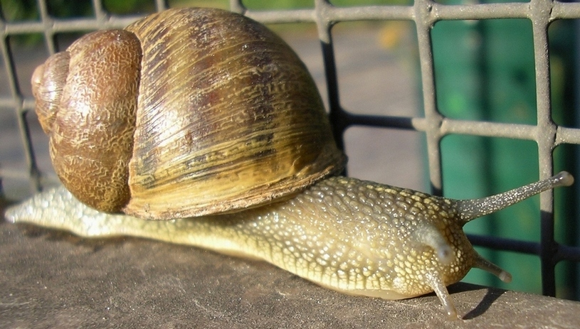Classificazione chiocciola
