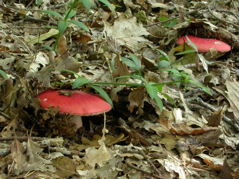 Russula lepida