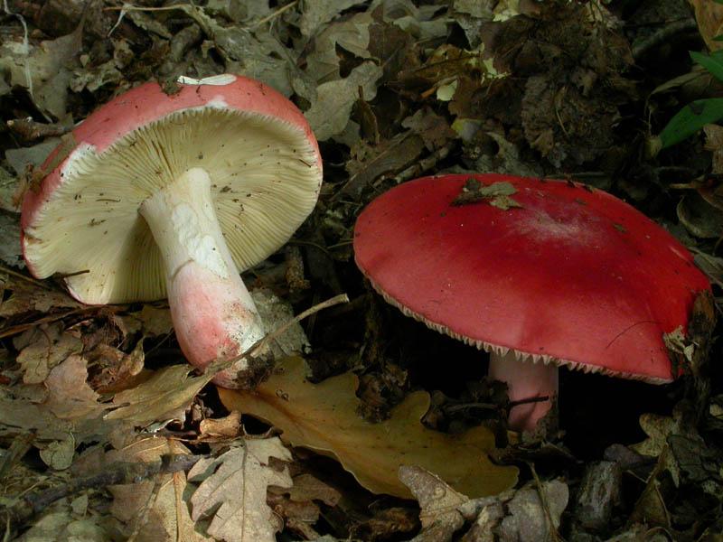 Russula lepida