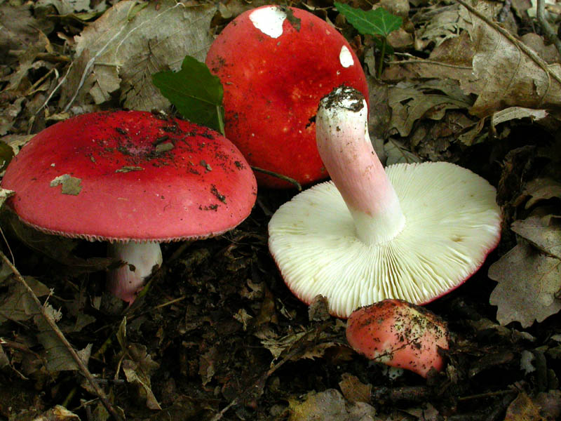 Russula lepida