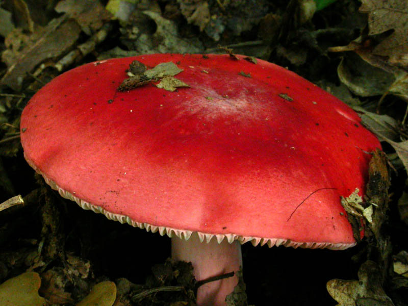 Russula lepida