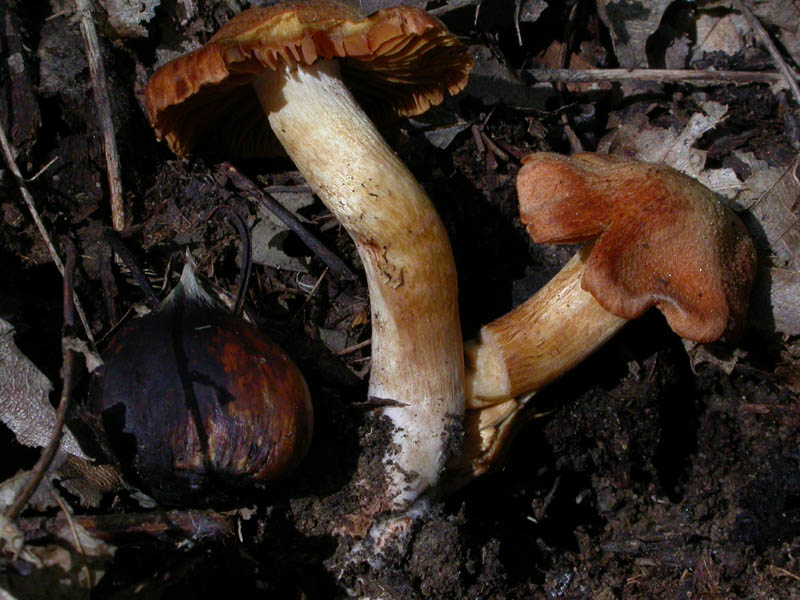 Conferma per Cortinarius orellanus (Fr.) Fr.