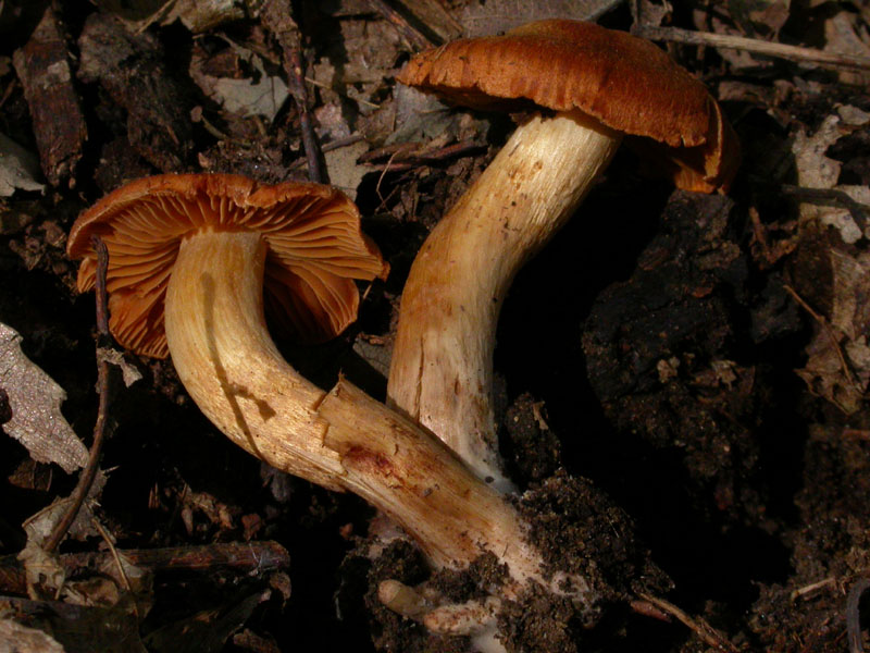 Conferma per Cortinarius orellanus (Fr.) Fr.