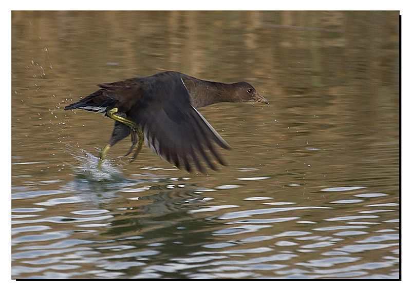 gallinella