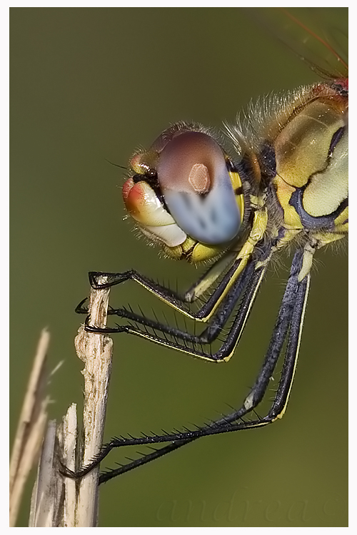 di profilo - Sympetrum fonscolombii (imm.)