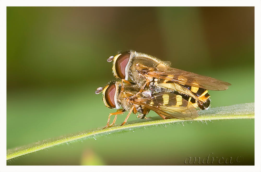 accoppiamento: Eupeodes corollae M e F (Syrphidae)
