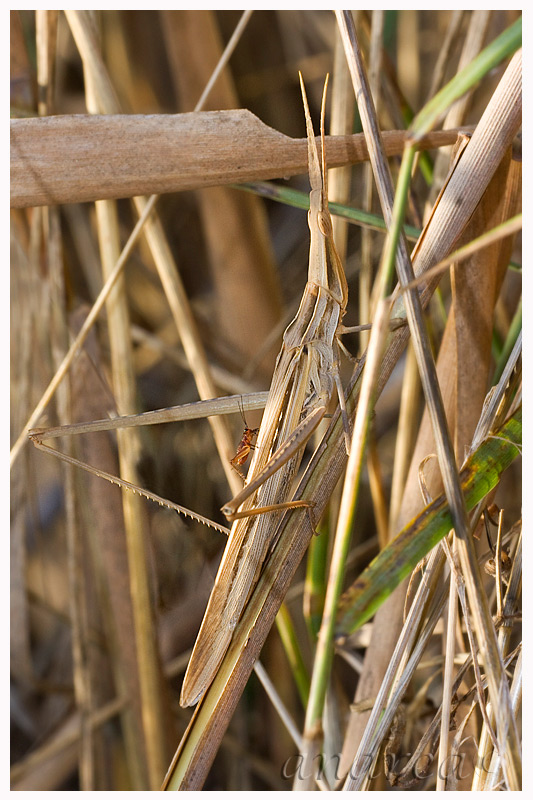 mimetismo (Acrida Ungarica)