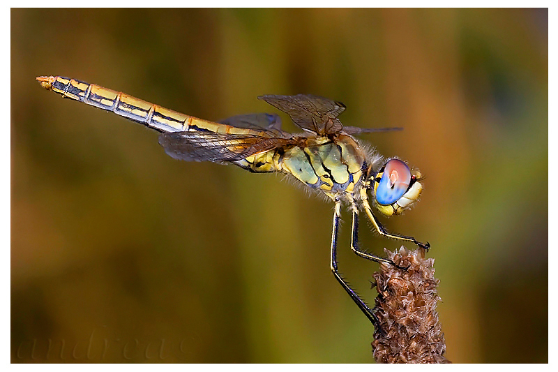 libellula - Sympetrum fonscolombii