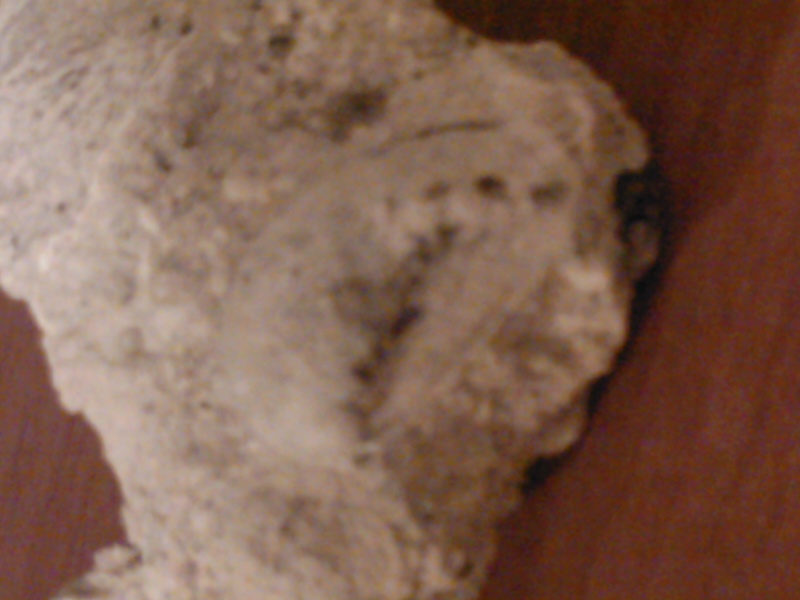 haliotis lamellosa Lamarck, 1822 - Pleistocene.