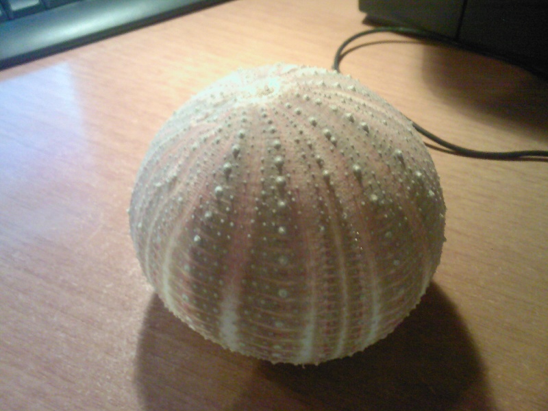 Echinus melo - teca