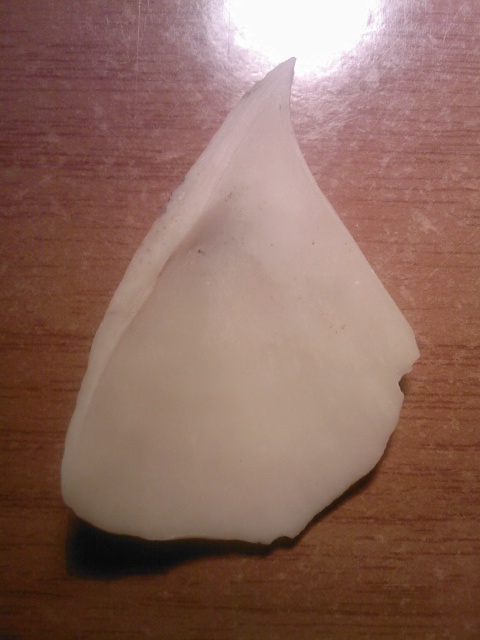 Bivalve???