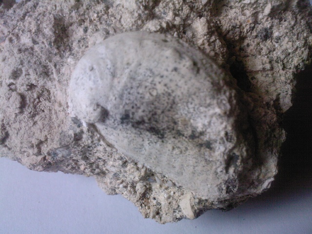 Haliotis lamellosa