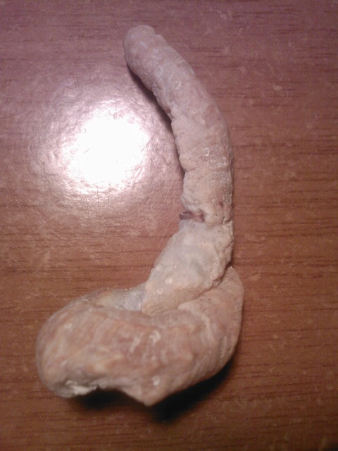 Vermetidae da identificare