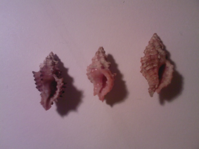 Muricopsis cristata forma?