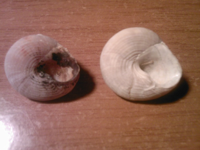 Calliostoma ?
