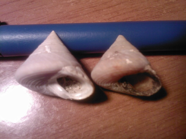 Calliostoma ?