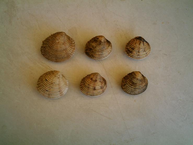 Venus verrucosa Linn, 1758