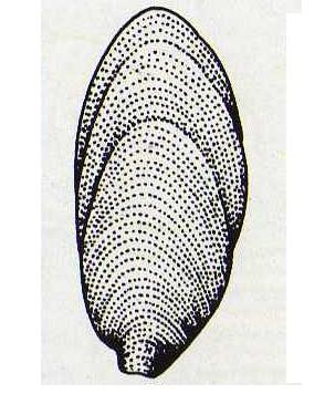 Famiglia Phasianellidae: Il genere Tricolia