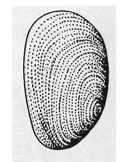 Famiglia Phasianellidae: Il genere Tricolia