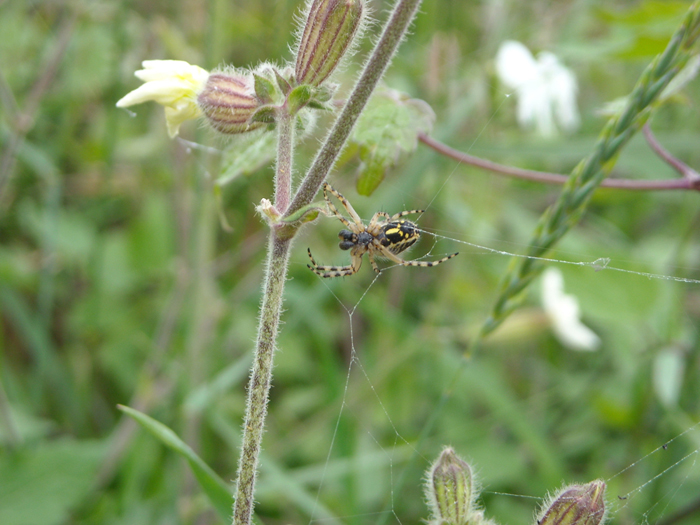 Cheiracanthium e Aculepeira ?