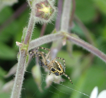 Cheiracanthium e Aculepeira ?