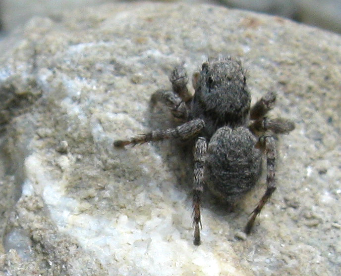 Aelurillus sp