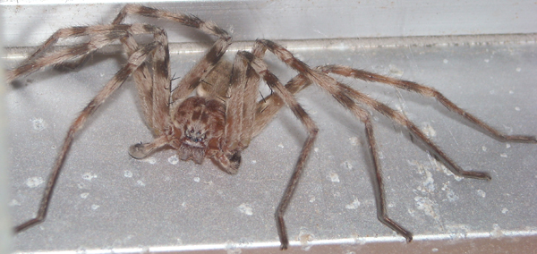 Eusparassus walckenaeri