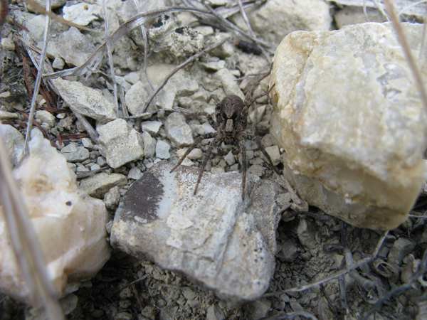 Pardosa sp.