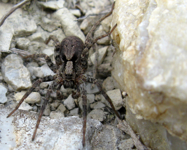 Pardosa sp.