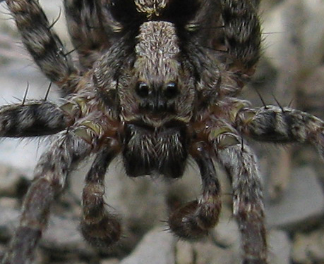 Pardosa sp.