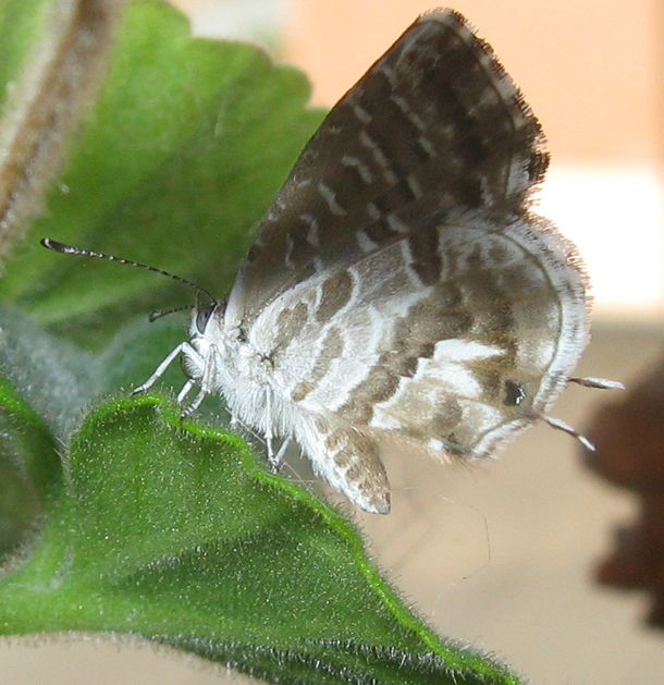 Cacyreus marshalli