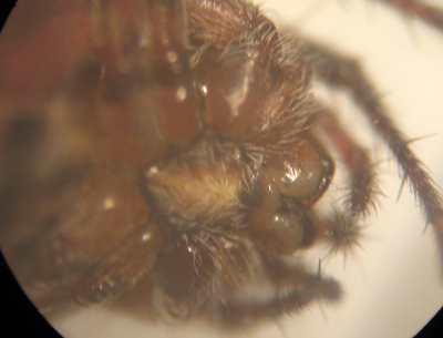 Conferma per Araneidae