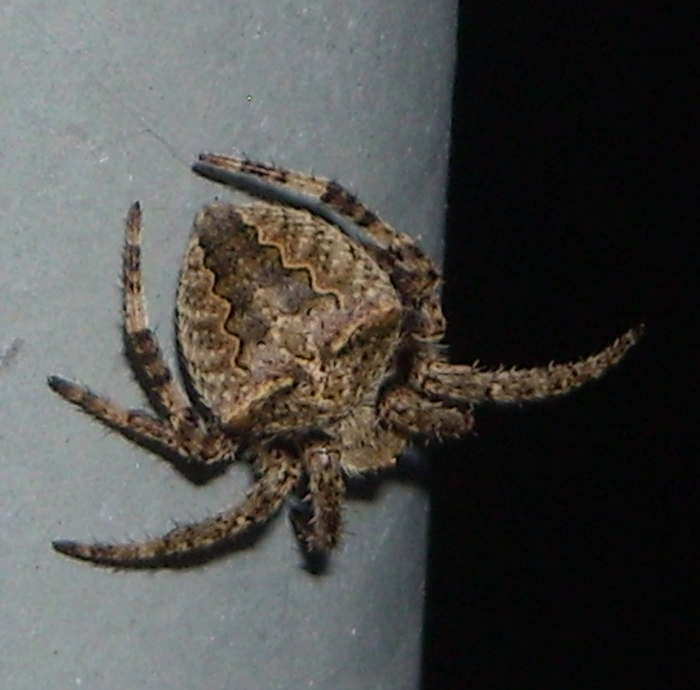 Conferma per Araneidae