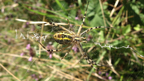Argiope bruennichi