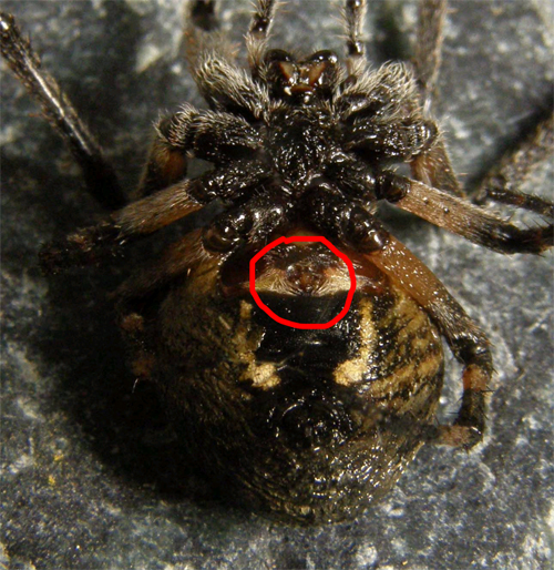 Larinioides sclopetarius