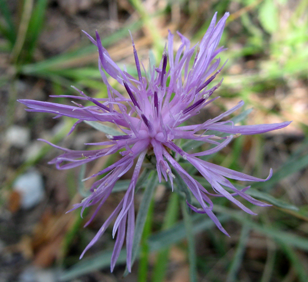 Centaurea deusta