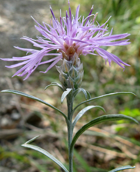 Centaurea deusta