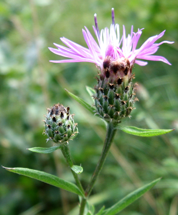 Centaurea nigrescens