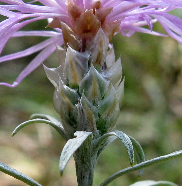 Centaurea deusta