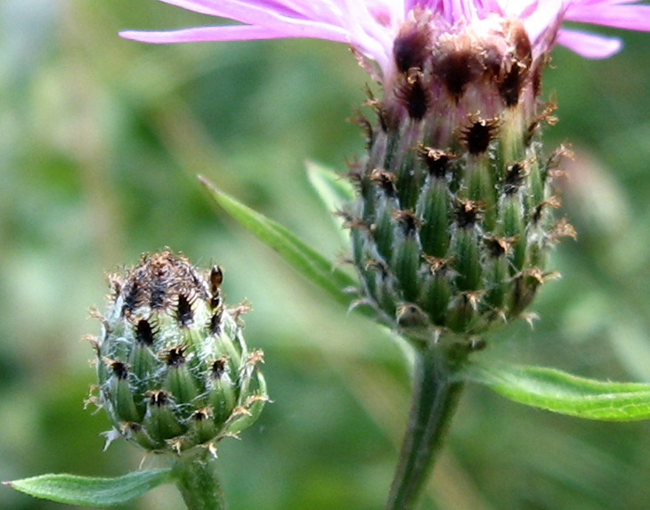 Centaurea nigrescens