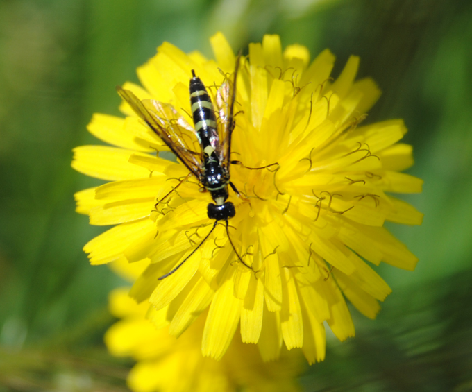 Cephus pygmaeus? no, cultratus... anzi, spinipes