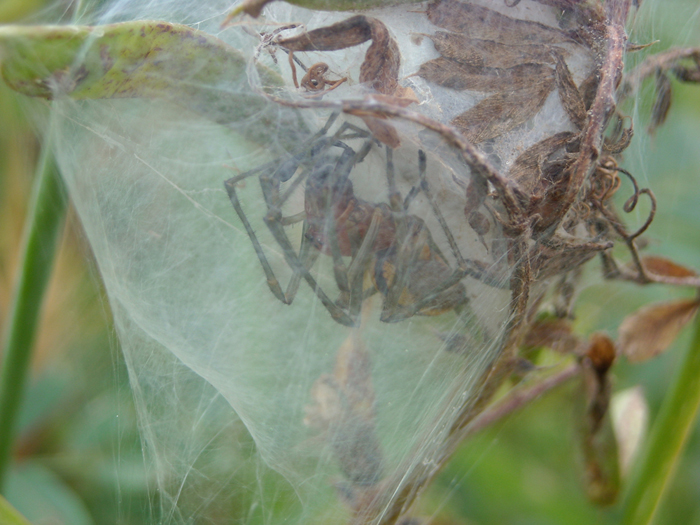 Cheiracanthium e Aculepeira ?