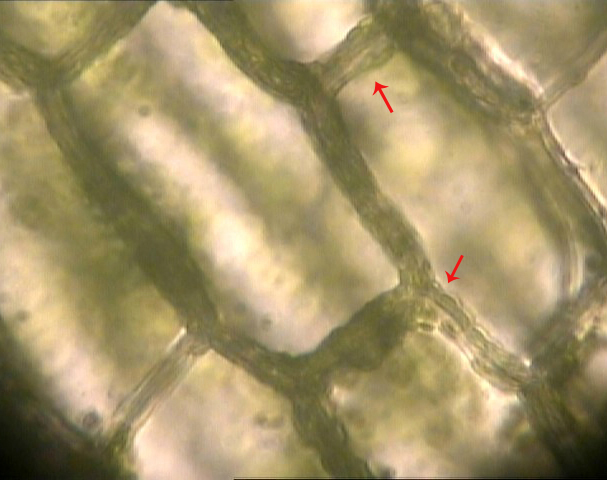 Ciclosi cloroplasti