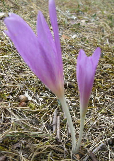 Colchicum lusitanum