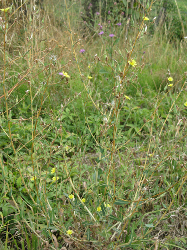 Lactuca sativa subsp. serriola / Lattuga selvatica