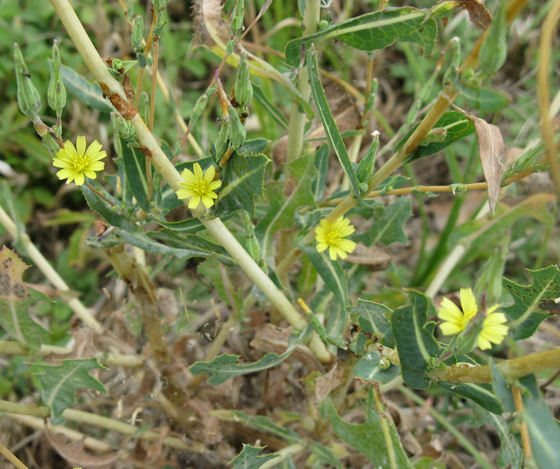 Lactuca sativa subsp. serriola / Lattuga selvatica