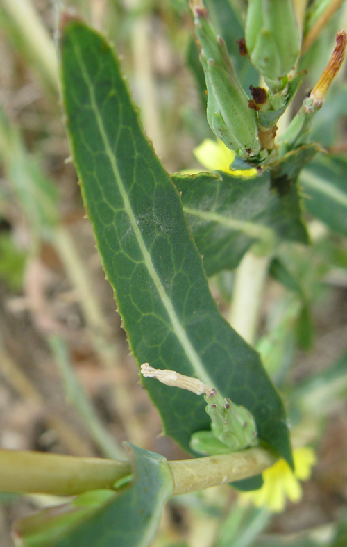 Lactuca sativa subsp. serriola / Lattuga selvatica